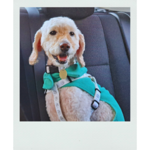 Pippa Polaroid